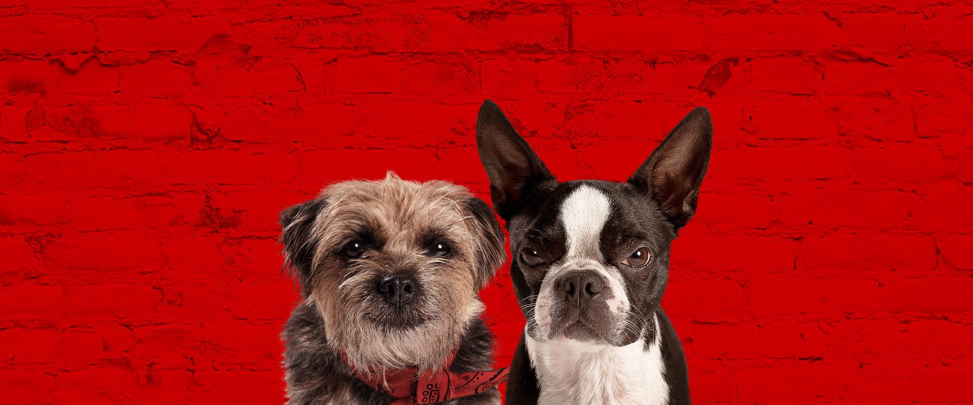 دانلود فیلم Strays 2023 (ولگردها 2023) بدون سانسور با زیرنویس فارسی