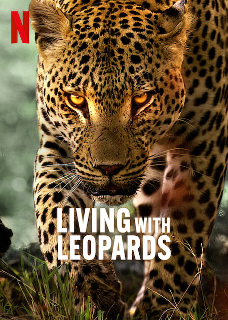 دانلود مستند Living with Leopards 2024